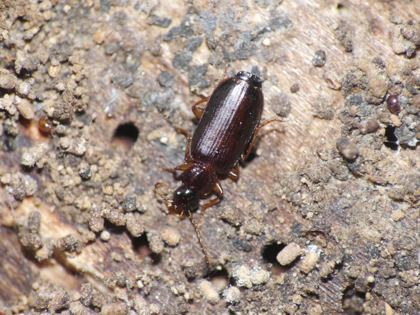 Piccolo carabide: Dromius meridionalis